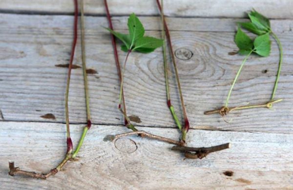  Maiden grape cuttings