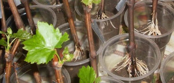  Rooted grapes, ready for planting