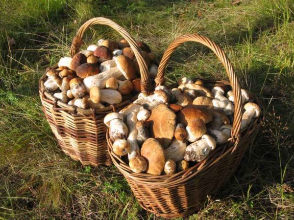  When growing white mushrooms from the mycelium can be an impressive harvest