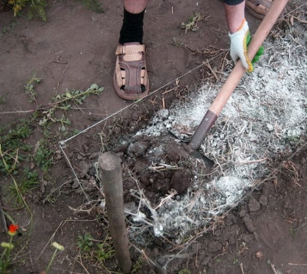  Uso di calce idrata nei letti del giardino