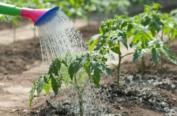  Innaffiare i pomodori appena piantati con il nitrato di calcio