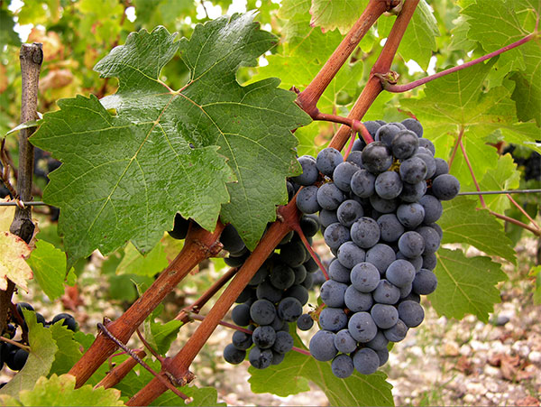  cabernet sauvignon struguri