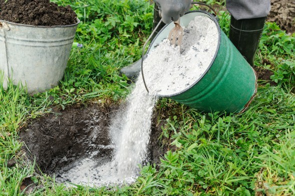  Wood ash needed gooseberry