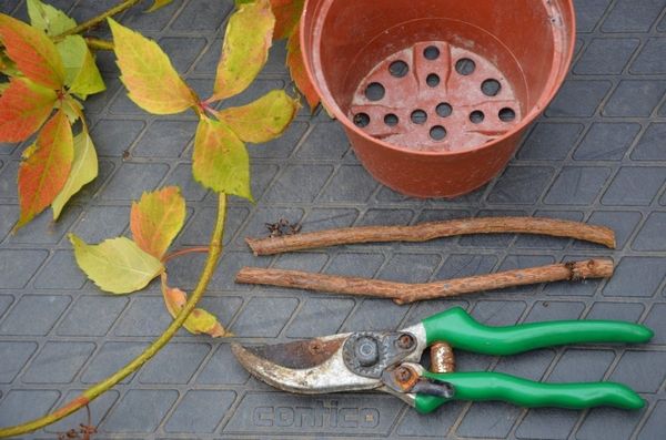  For planting it is best to use cuttings with 3-5 buds