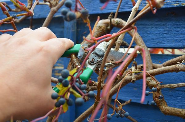  Timely pruning is one of the main elements of wild grape care.