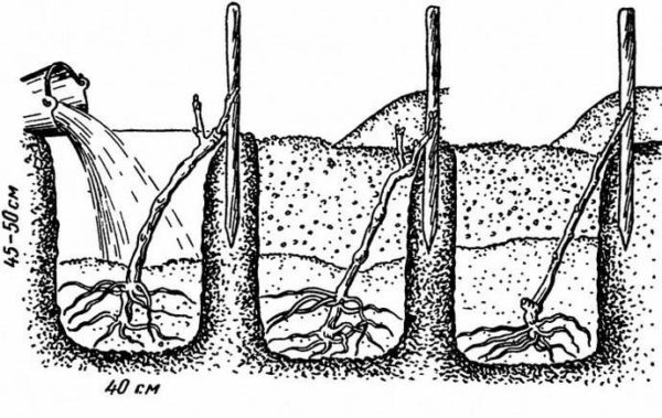  Scheme of planting grapes in open ground