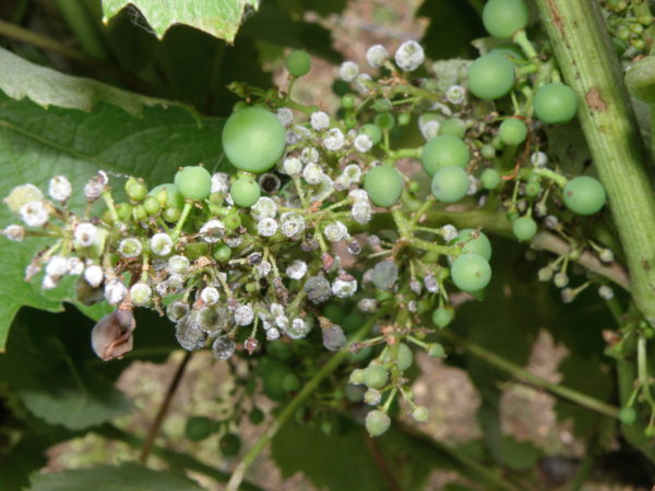  Oidium on grapes