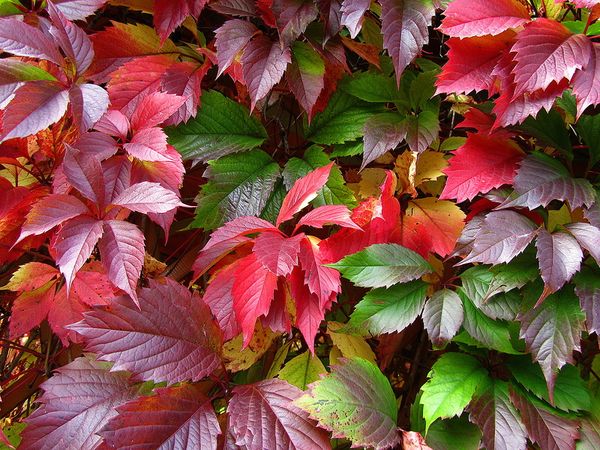  Methods of breeding girlish grapes