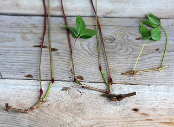  The cuttings should have a length of 20-30 cm