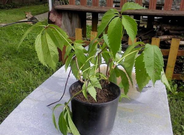  For the purchase is best to choose the well-developed seedlings of wild grapes.