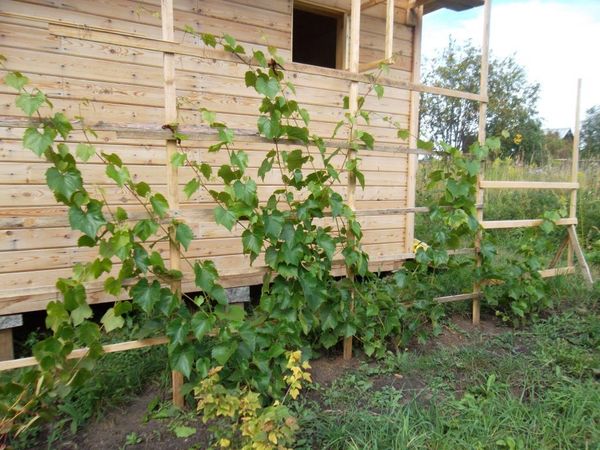  Best of all girlish grapes grow on sandy soil