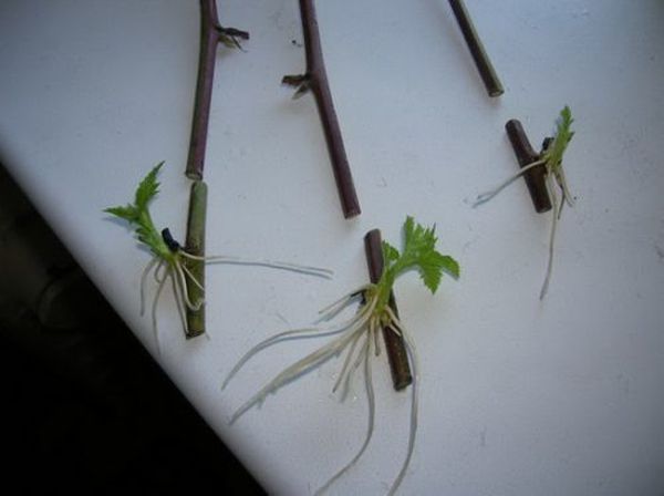  Rooted cuttings of wild grapes