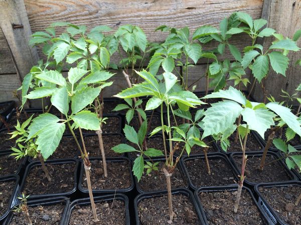  The best time for planting seedlings in the ground - September-October