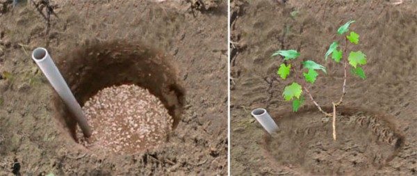  Before planting a grape seedling should prepare the soil and planting pit