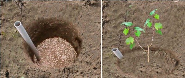 Preparation of the pit and planting grapes Tayfi