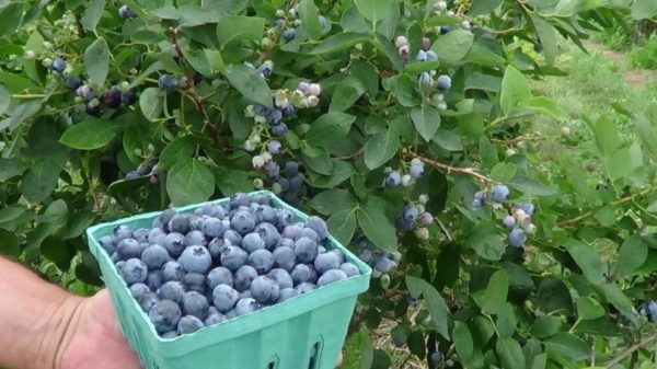  In order for blueberries to produce a good crop, it must be fertilized.