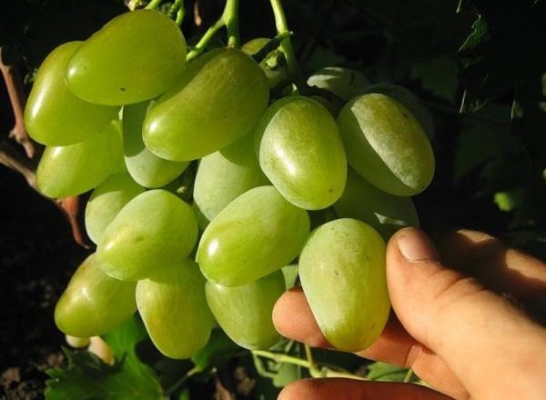 Monarch grapes