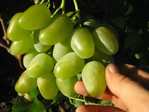  Monarch grapes