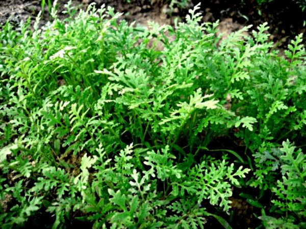  Phacelia - unul dintre cei mai buni sideratov