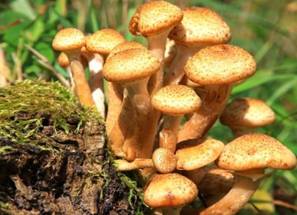  Mushrooms are considered the most delicious and fragrant mushrooms