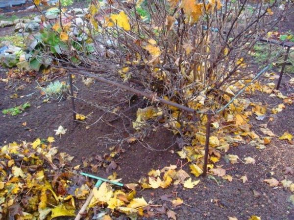  In the autumn, you must start with cleaning garbage