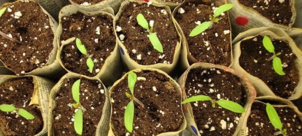  Fertilizzante di nitrato di calcio