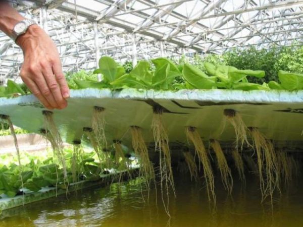Soluzione idroponica per piante in crescita