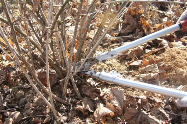  Autumn Gooseberry Pruning