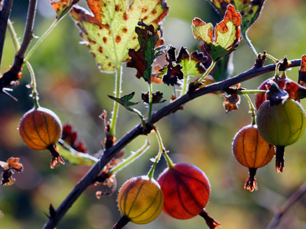  In the autumn gooseberries need pre-winter care