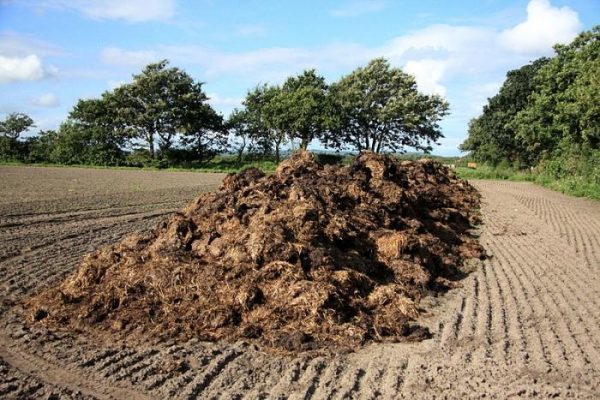  Korovyak - il fertilizzante organico naturale ricevuto in seguito allo spreco di grandi animali