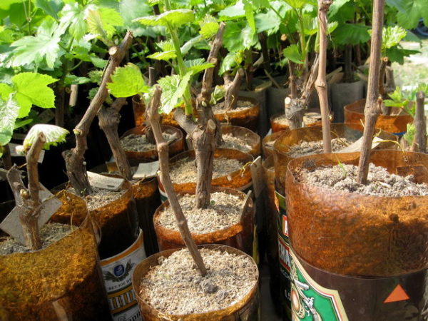  Rooting grapes in sawdust