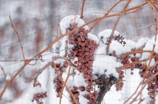  how to cover the grapes for the winter