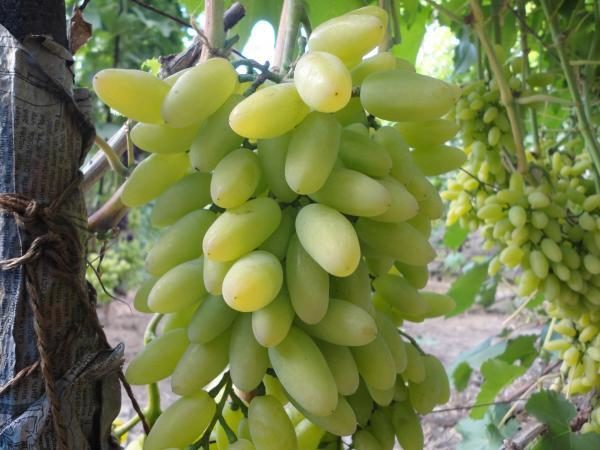  White Timur grapes