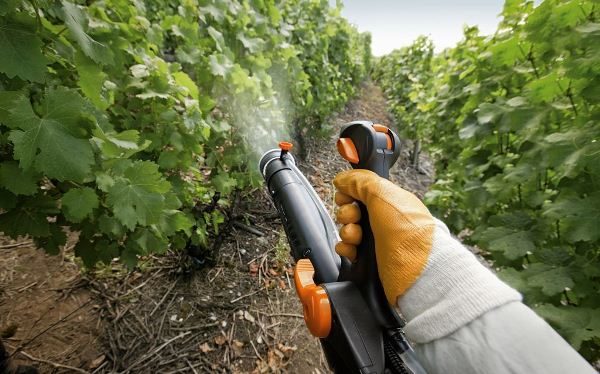  Hope AZOS is resistant to fungal diseases, but treatment is still needed in order to prevent