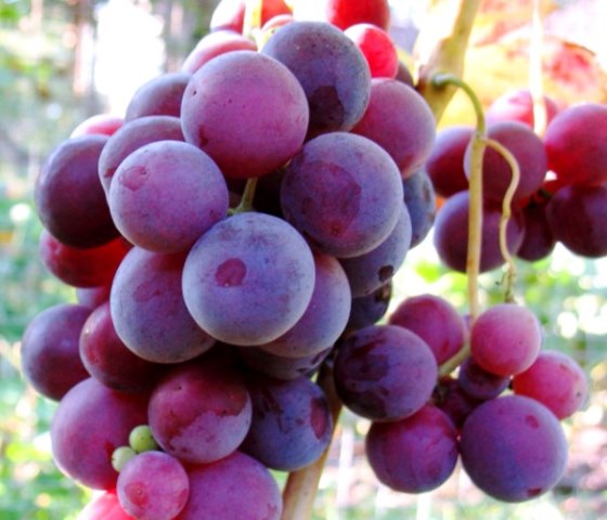  Grape cardinal closeup