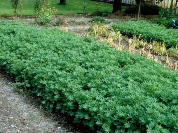 Lupina tăiată la 1,5 luni după plantare
