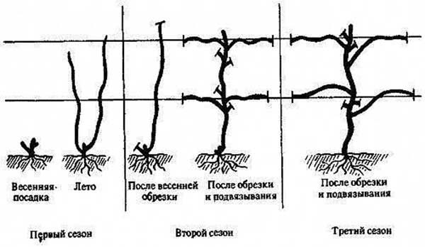  Guyot grape pruning scheme