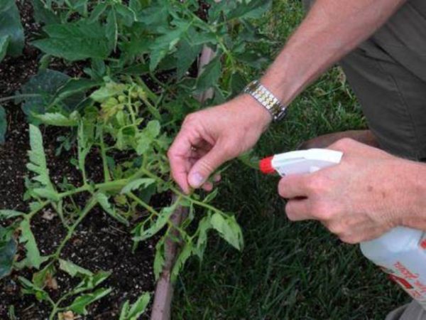  Spray de tomate de droguri HB-101