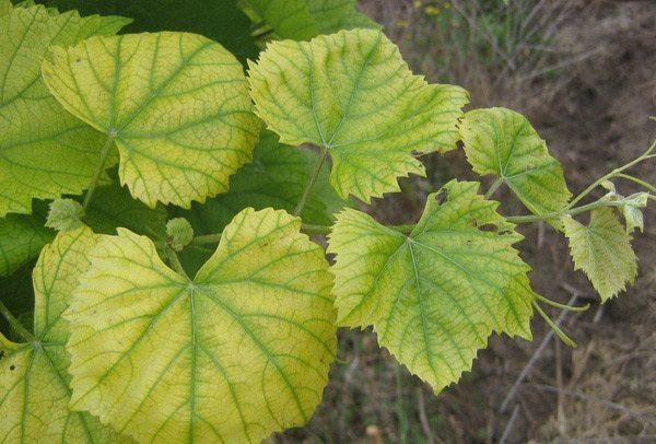  chlorosis of grapes