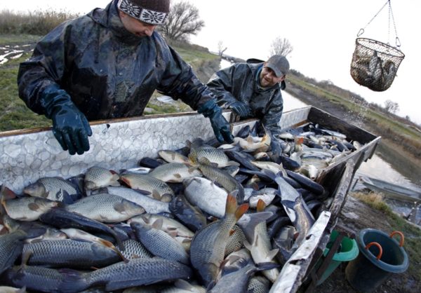  Carp is caught in the fall
