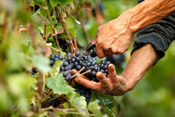  Es importante cosechar las uvas antes de la primera helada.