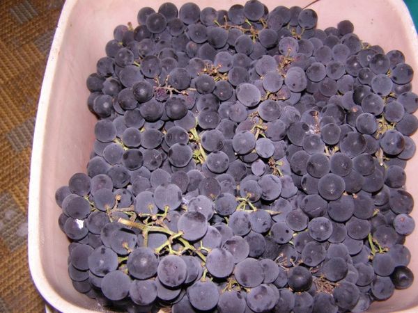  Antes de cocinar, las bayas de vino no necesitan ser lavadas para conservar la levadura natural.