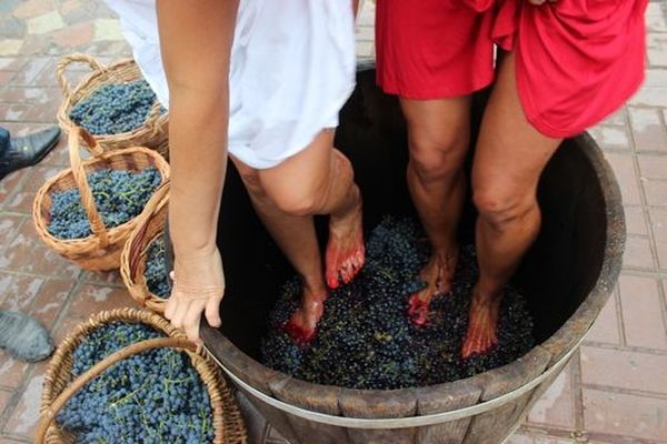  Con la presión de las uvas es importante no dañar las semillas.