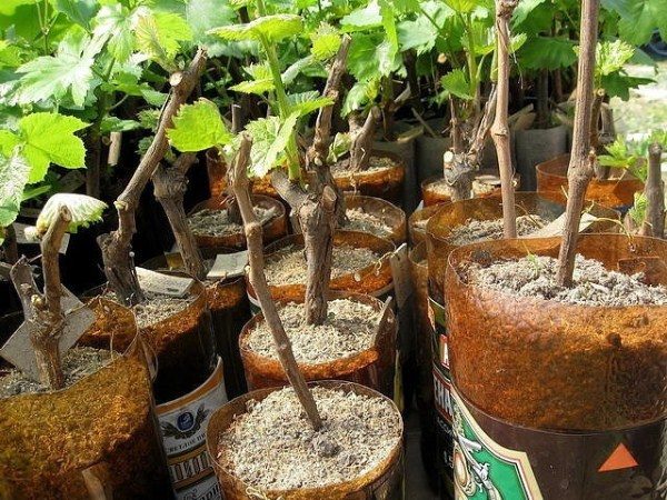  Germination cuttings grapes Anyuta