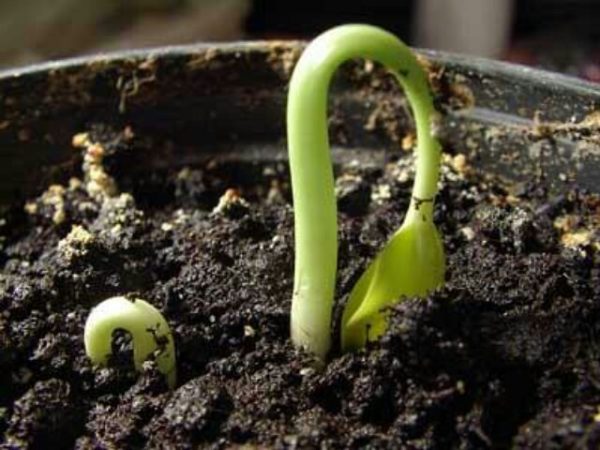  The first sprout grapes