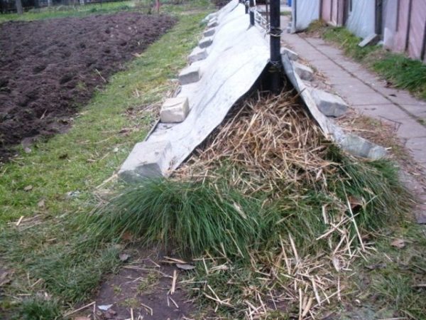  Dry vine shelter