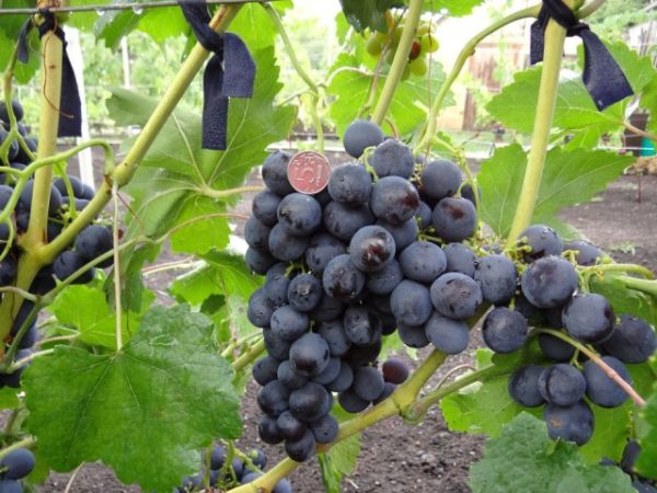  Roshfort grapes