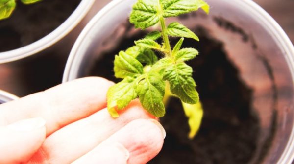  Yellow leaves of tomatoes close up