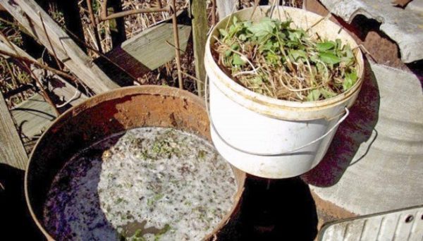  To feed the apple trees in the yeast mixture, you can add grass