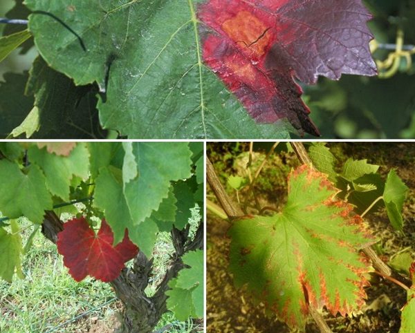  Rubella Vine Leaf Options